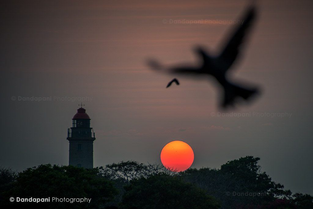 This crow flew right into my shot. I can't take full credit for it.