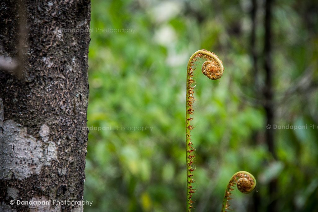 Beautiful ferns everywhere 