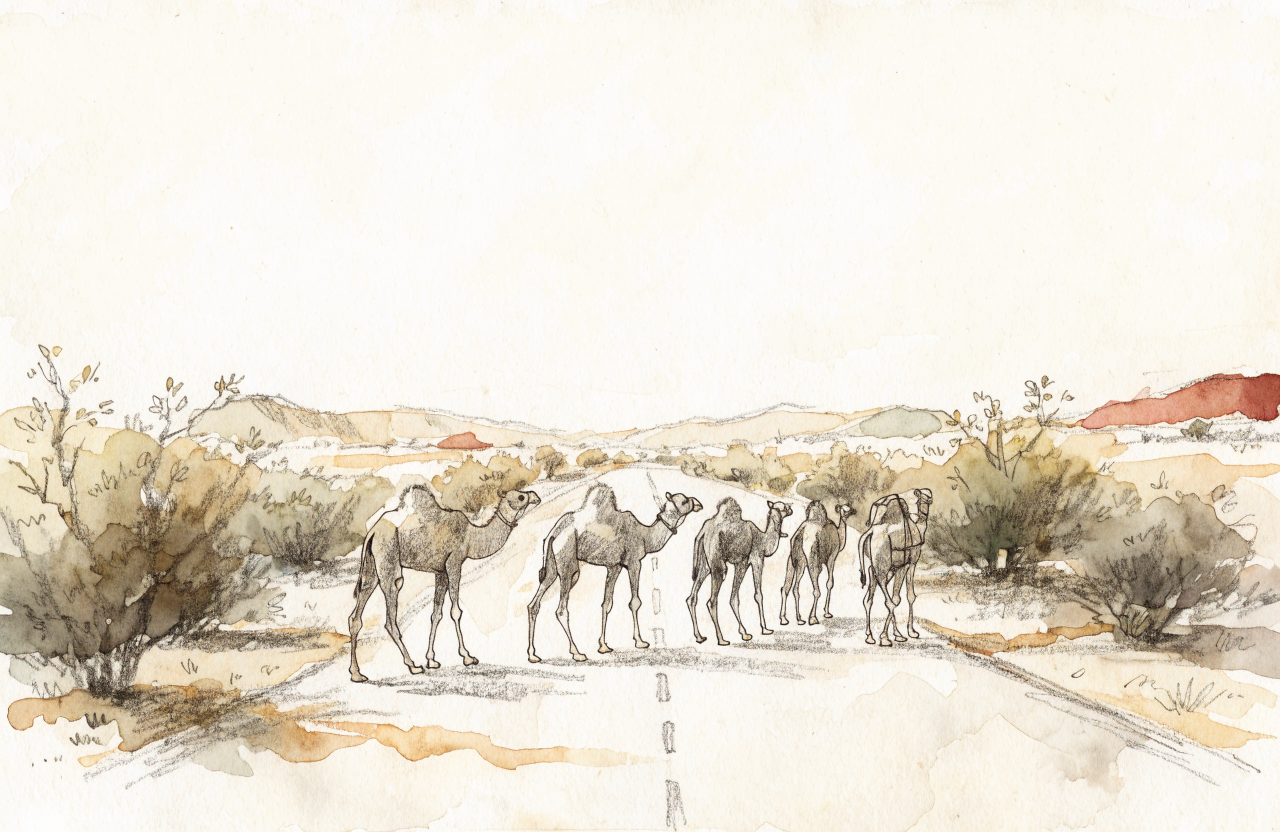 Camel Traffic in Rajasthan