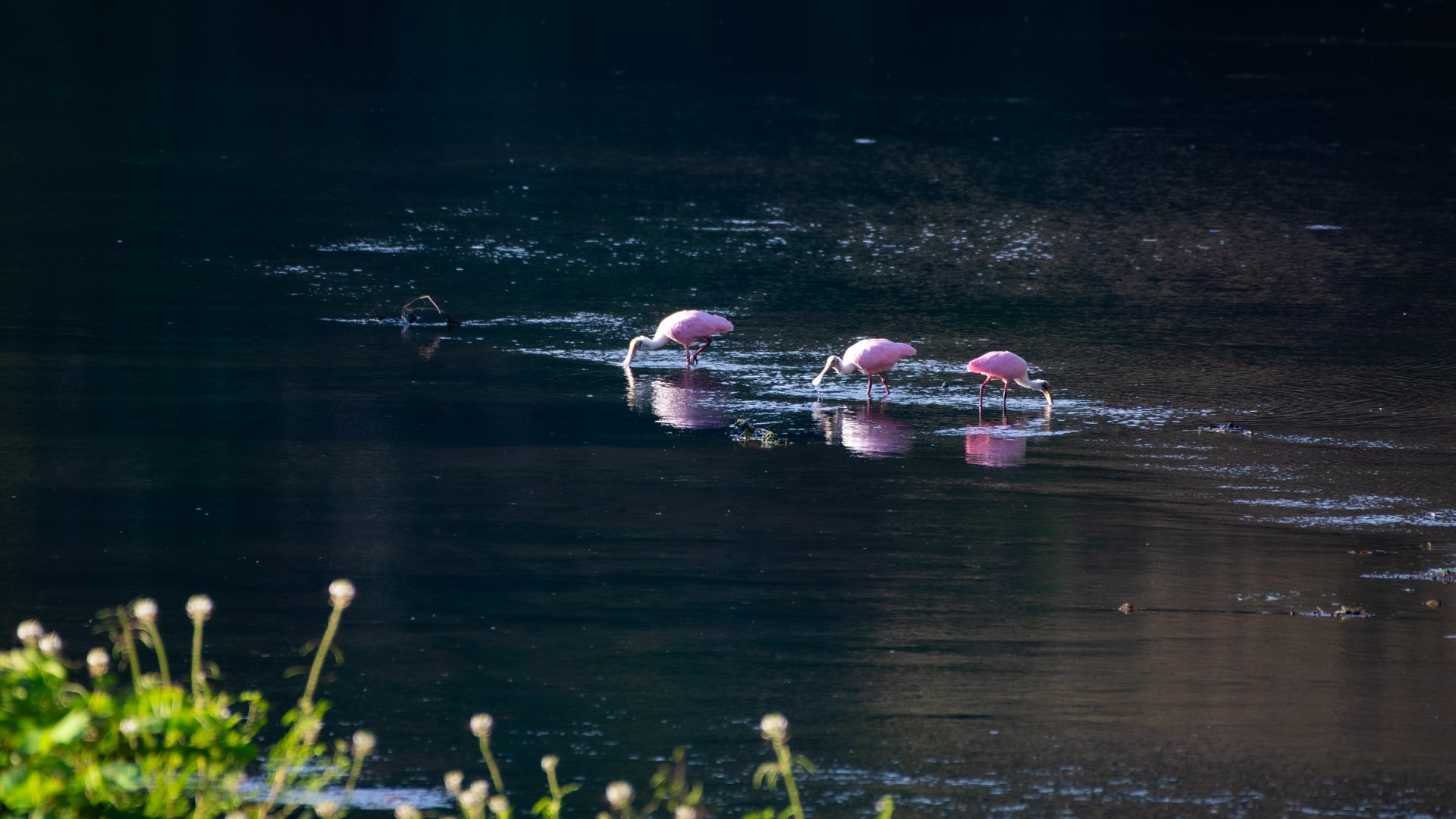 Roseate spoonbills feeding in the lake on land Dandapani planted