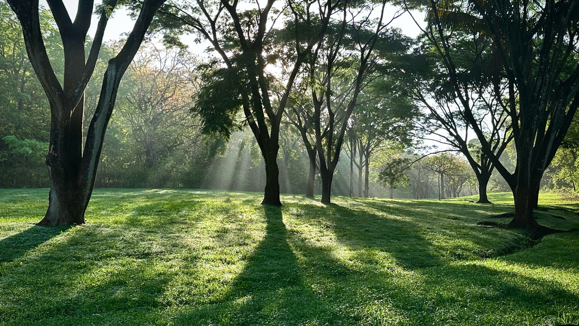 Morning light through a grove of trees on the land Dandapani planted