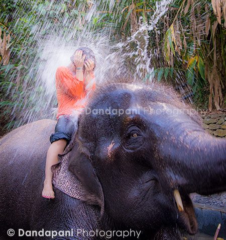 Time for this elephant to return the favor. 