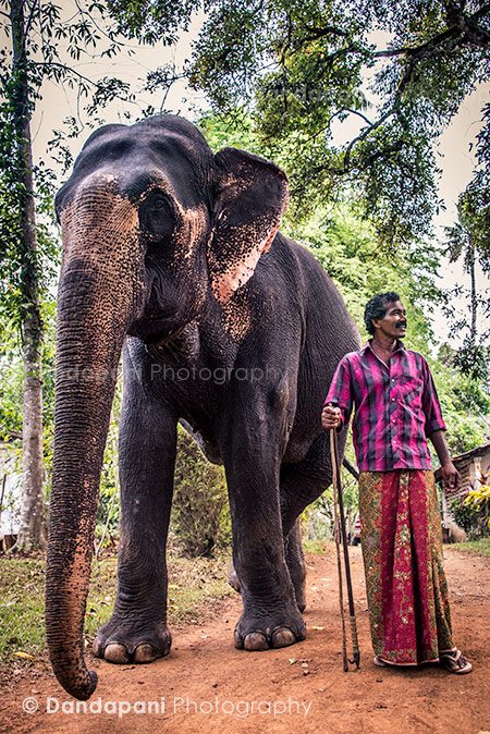 serenity-kerala-lakshmi-elephant