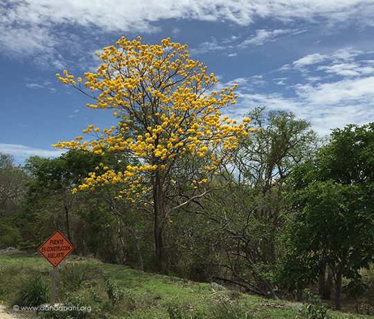 The gorgeous Cortez Amarillo. We've got 3 of these on the property. This photo was taken on a local road. 
