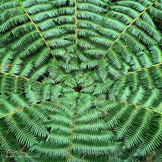 Australian Fern Tree - Cyathea Cooperi
