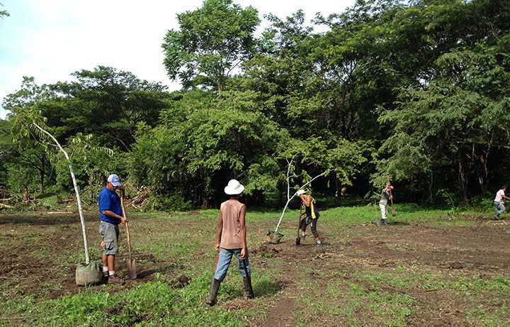 Putting in the final trees in the first phase of the project.