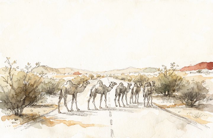 Camel Traffic in Rajasthan