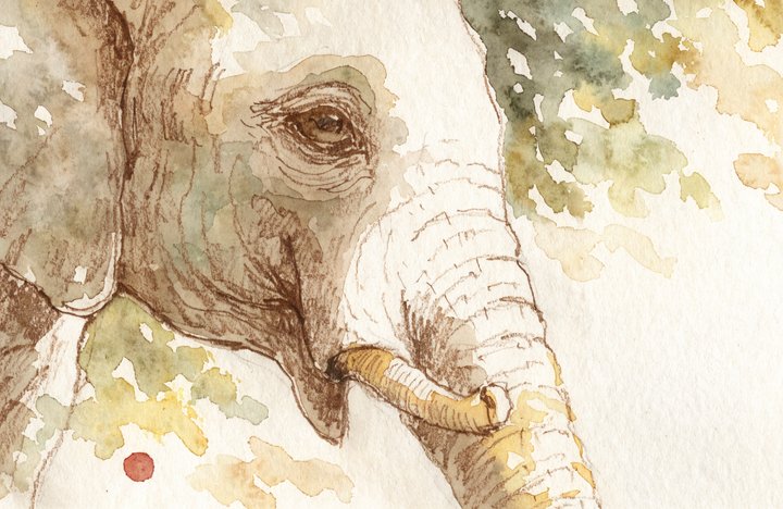 Elephants! Elephants! Elephants!