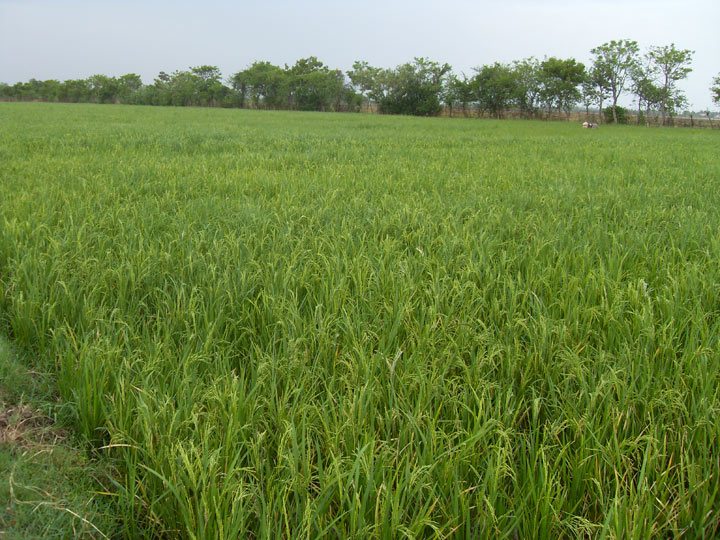 south-india-sacred-cows-farm