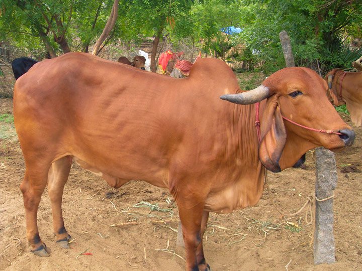 sacred-Cows-south-india