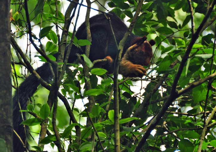 Giant Malabar Squirrel in Periyar National park. Periyar or Thekaddy in the western ghats of Kerala in South India is a refuge of lush green forests, tea and spice plantations.