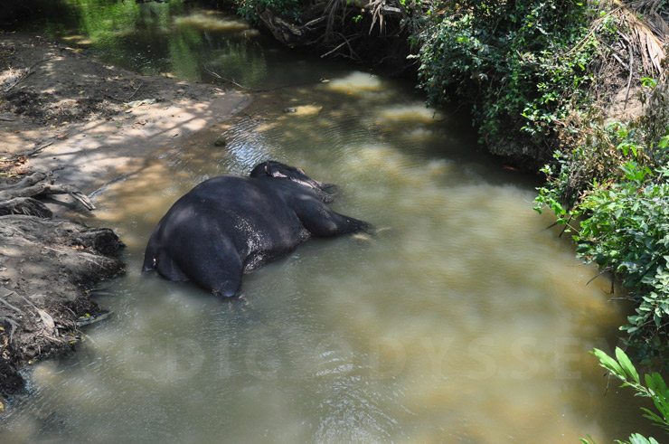 Elephant bathing in river