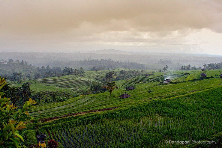 bali-paddy-fields at sunset