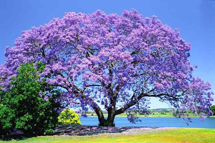 Purple Jacaranda Tree Related Keywords & Suggestions - Purple 
