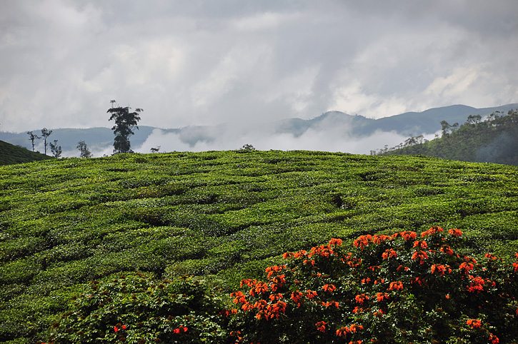 Periyar or Thekaddy in the western ghats of Kerala in South India is a refuge of lush green forests, tea and spice plantations.