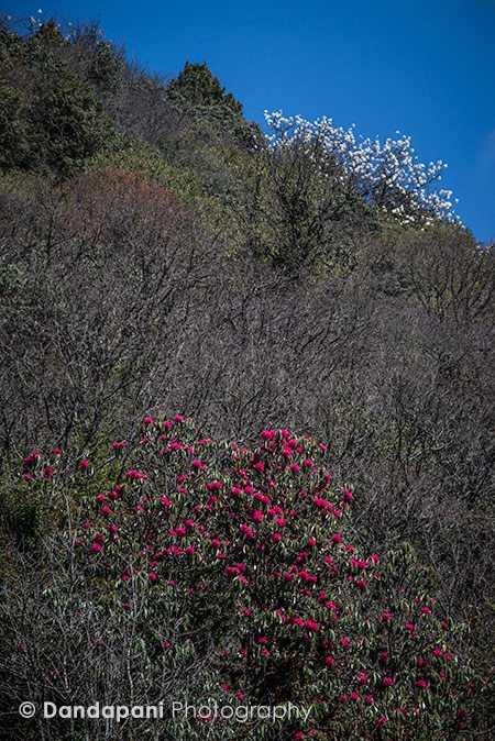 Rhododendrons and magnolias are blooming making the trek quite special