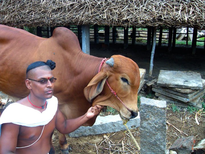 Dikshitar-south-india-cows