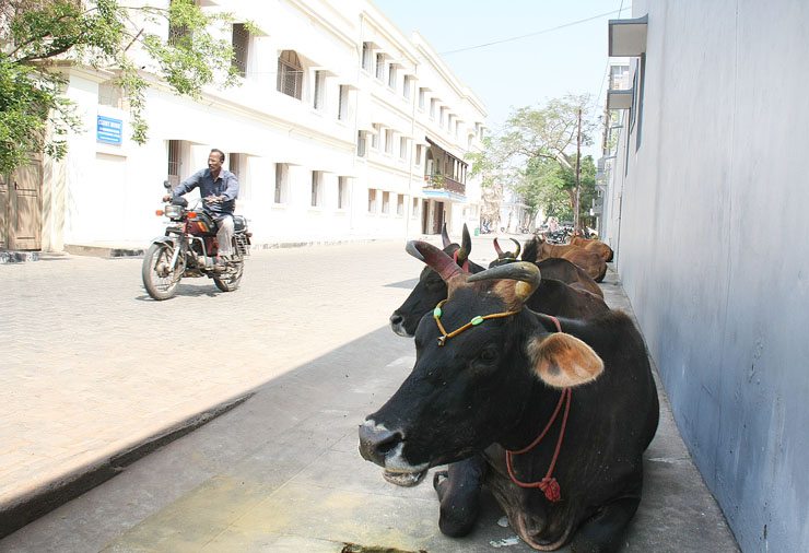 Relaxed cows of Pondicherry