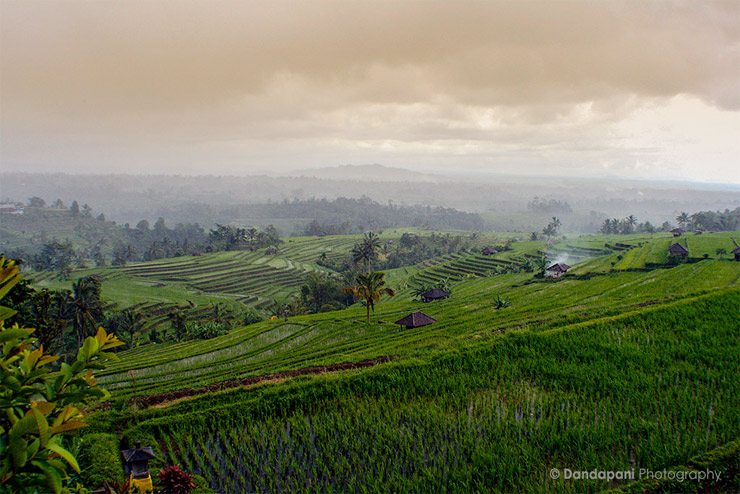 bali-paddy-fields-sunset