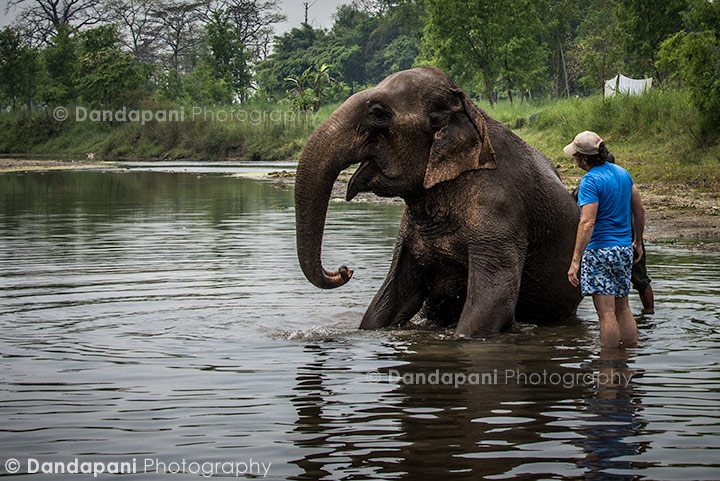 bathing-elephants-nepal-jungle-chitwan