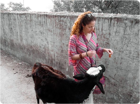 Stacey Green feeds a cow in Rishikesh and tells of her experiences with cows in India during her Vedic Odyssey spiritual adventures.