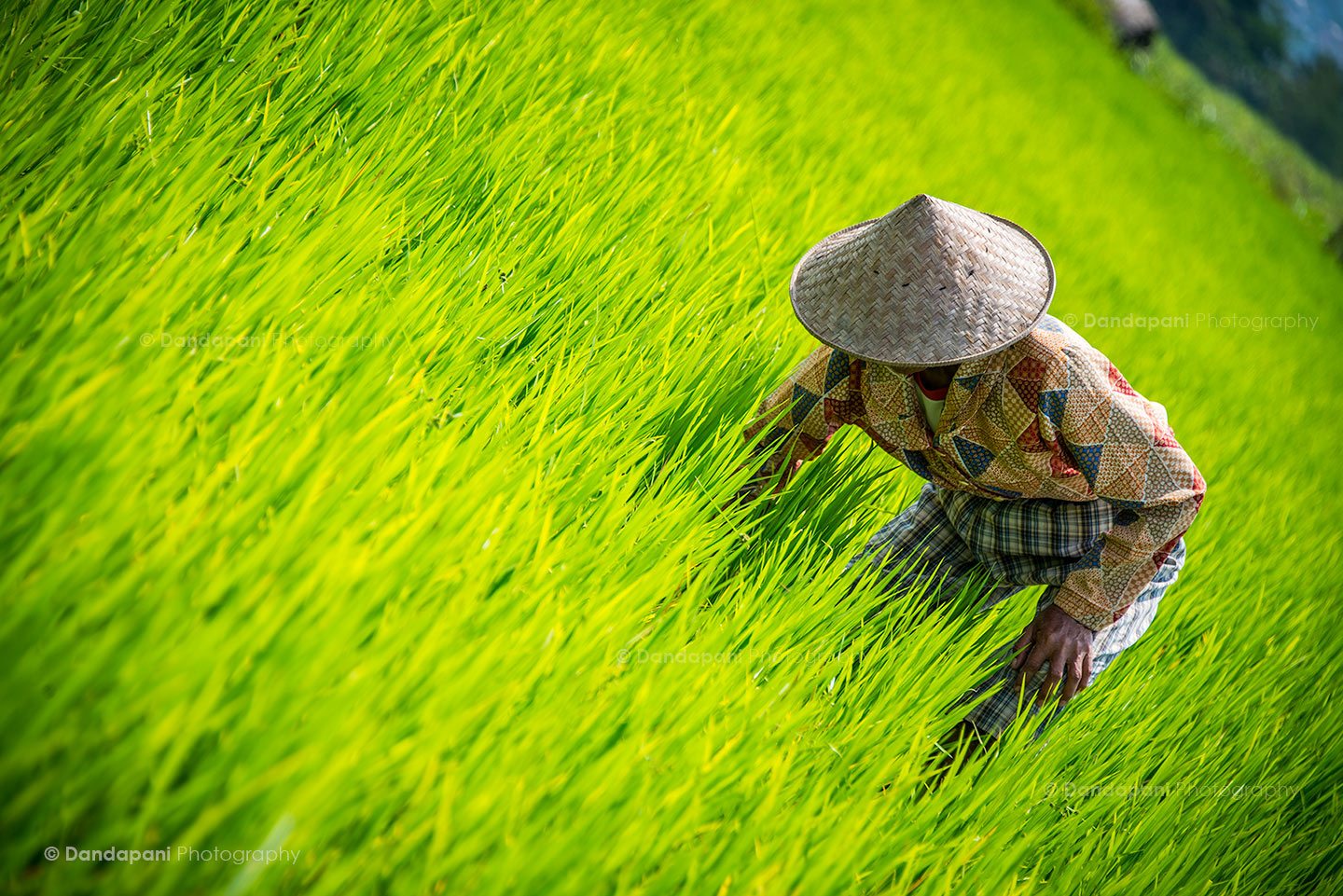 Central Java has unending rice paddy fields. The green is gorgeous and landscape breathtaking.