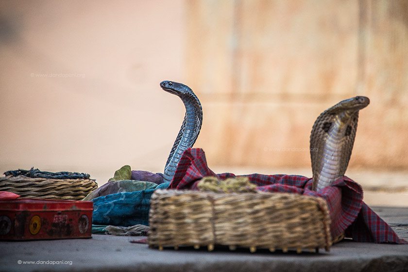 Twin cobras in Varanasi, North India. 