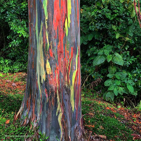 costa-rica-arenal-volcano-rainbow-eucalyptus
