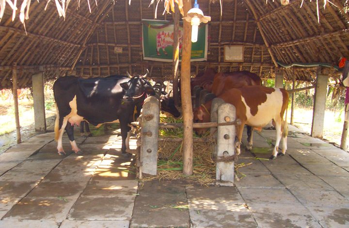 sacred-south-india-cows-eating