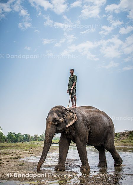 elephant-mahout-nepal-chitwan