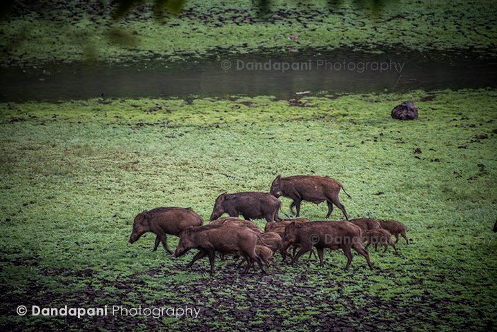 Even before heading off into the jungle we encounter a family of wild boars.
