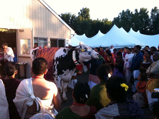 Cow and Horse Blessing