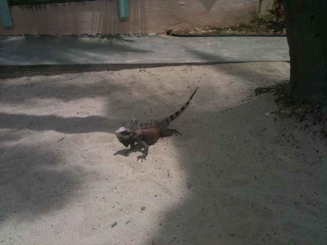 An iguana lays in the sun on the beach at Secret Harbor, St. Thomas US Virgin Islands