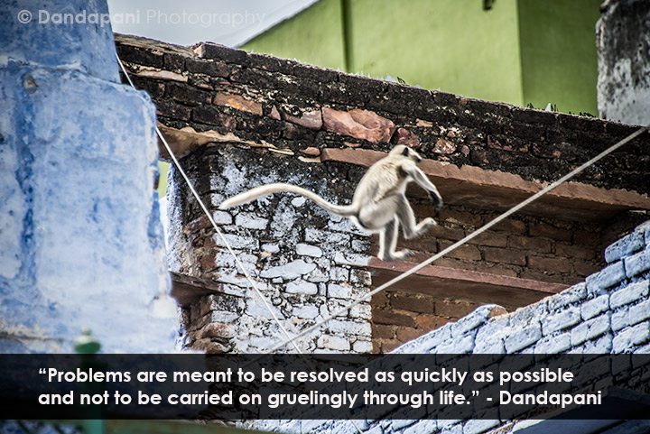 In the small town of Bundi in eastern Rajasthan a monkey takes a daring leap from one building to another...courageously finding a solution to the problem in front of him. 