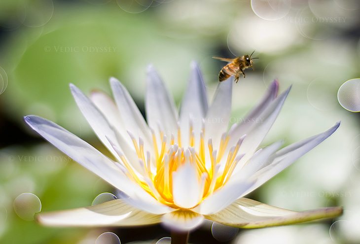 A honey bee visits a white lily in a pond in Kauai, Hawaii