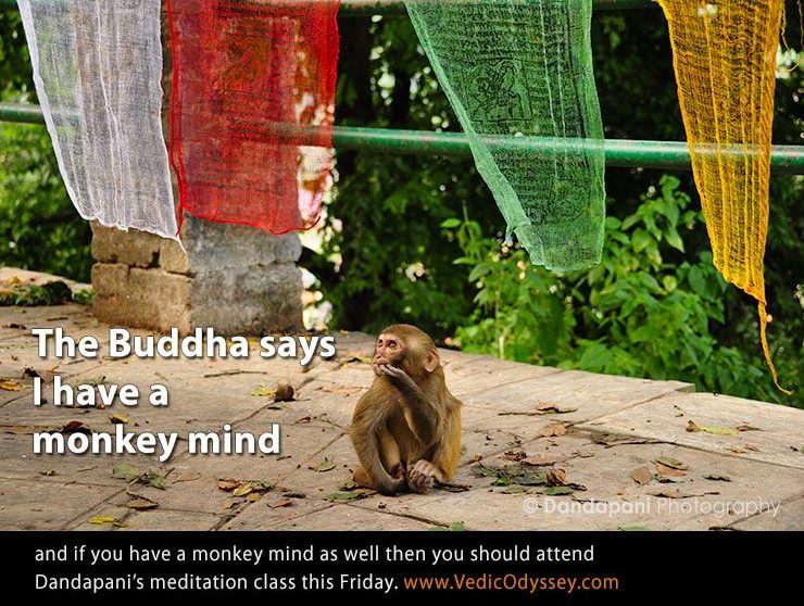 Do you have a Monkey Mind?