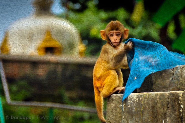 Spiritual Monkey, Nepal