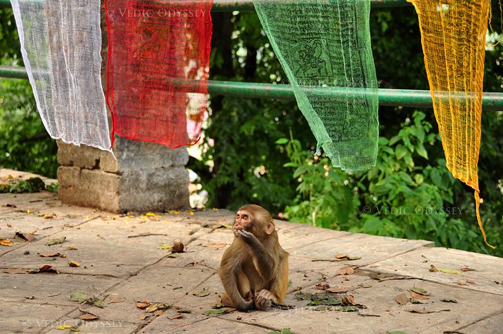 A monkey contemplates over prayer flags at the Swayambhunath Stupa in Kathmandu, Nepal