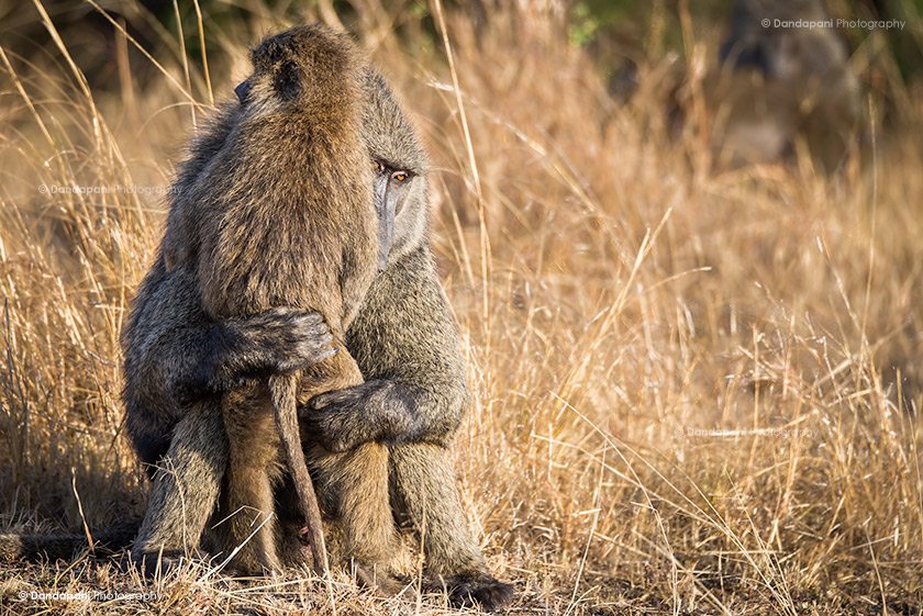 This male adult baboon was sitting on the ground when this young baboon came up to him and gave him a big hug. I just happened to be perfectly placed to capture the moment.