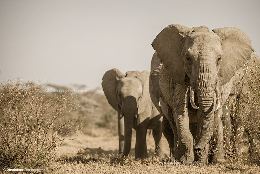 naboisho-conservancy-kenya-elephants