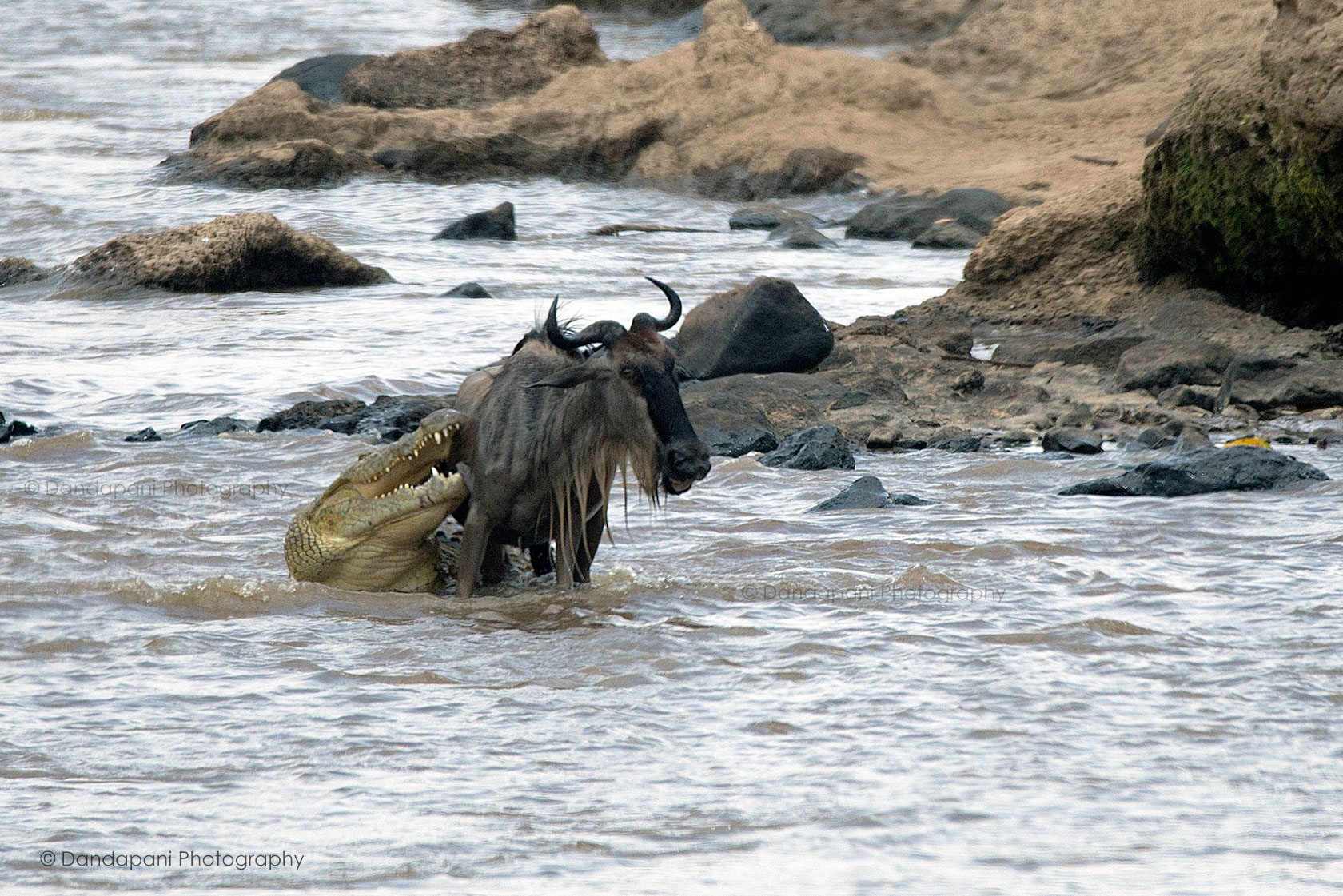 In August 2016, during a visit to the Maasai Mara in Kenya, I got to witness the Great Migration. One scene stood out more than any other - this fight between a crocodile and a wildebeest. After what seemed like an endless battle the wildebeest escaped.