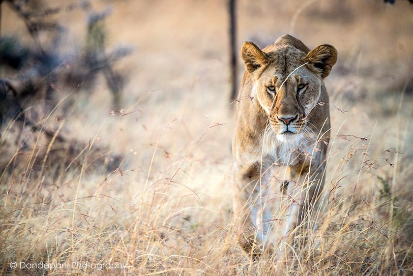 Lioness