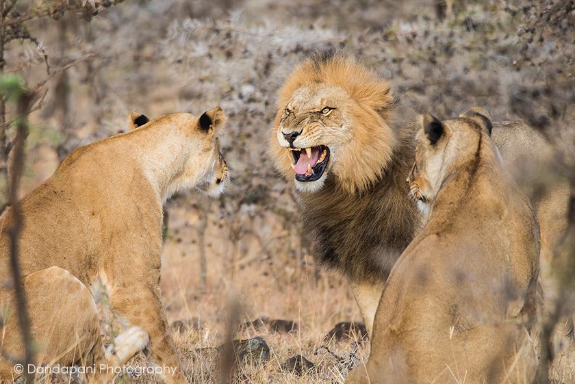 naboisho-conservancy-kenya-safari-lions