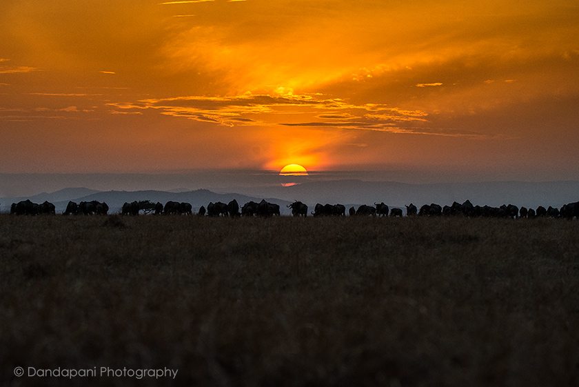 The sun rises another day over the Naiboisho Conservancy and a large herd of wildebeest.