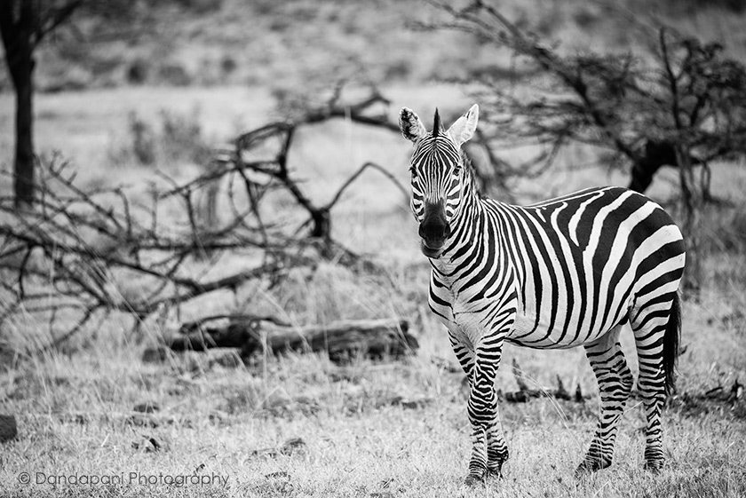 naboisho-conservancy-kenya-safari-zebra