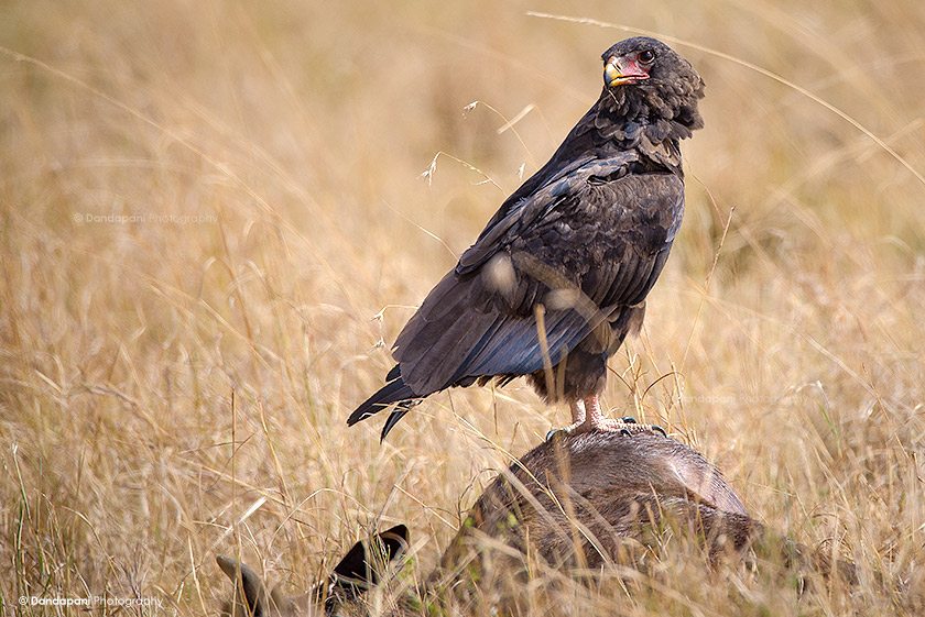 naboisho-conservancy-kenya-vulture