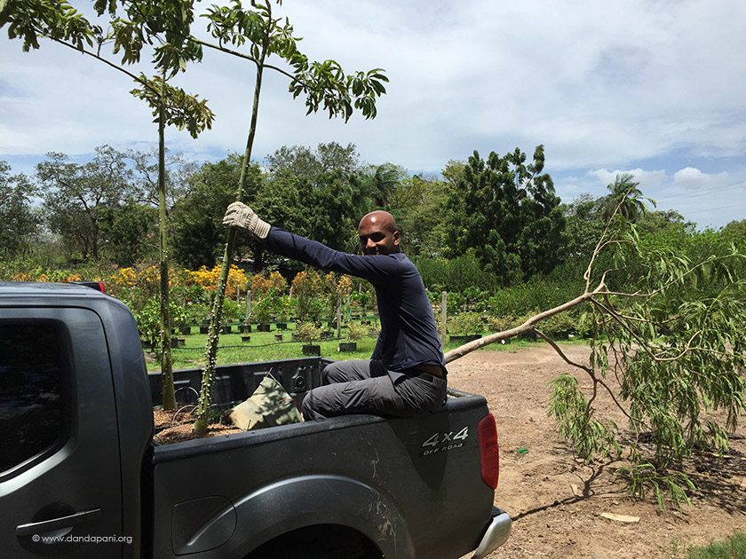 Acquiring a couple Kapok trees for our friend Brennan who runs Cocobolo Nursery in Liberia. 