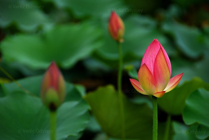 A pink lotus is about to bloom in the island of Kauai, Hawaii.