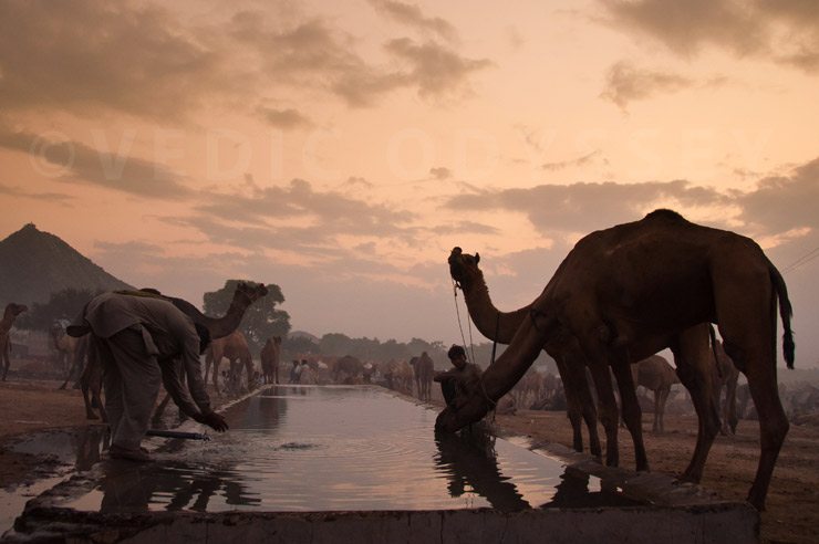 Camels drinking water, Pushkar