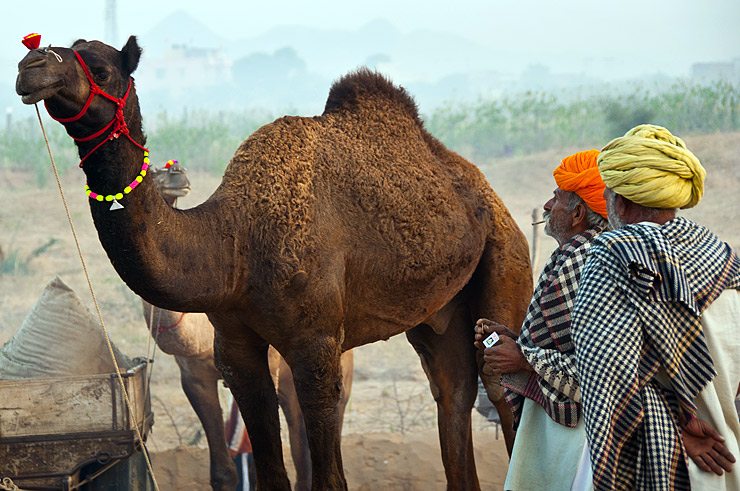 Pushkar camel Fair 2011, Rajasthan.